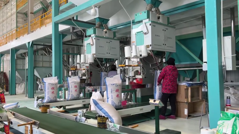 Machine d’ensachage et de pesage pour emballage de grains DCS 50FE2 B, 10 à 50 kg